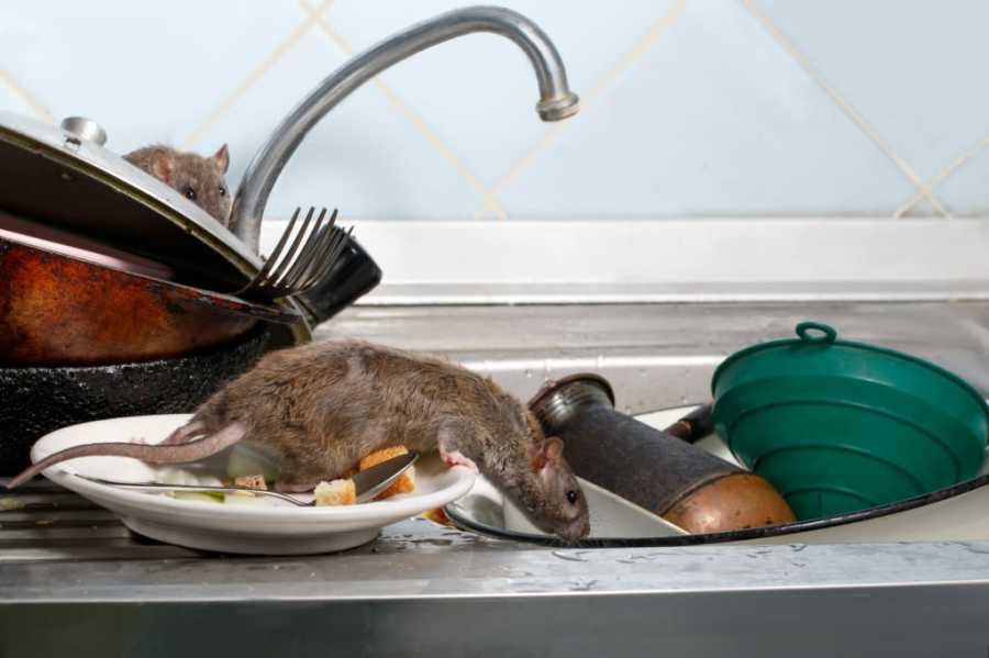 cleaning your kitchen sink and cabinets will help you to keep mice at bay in your camper